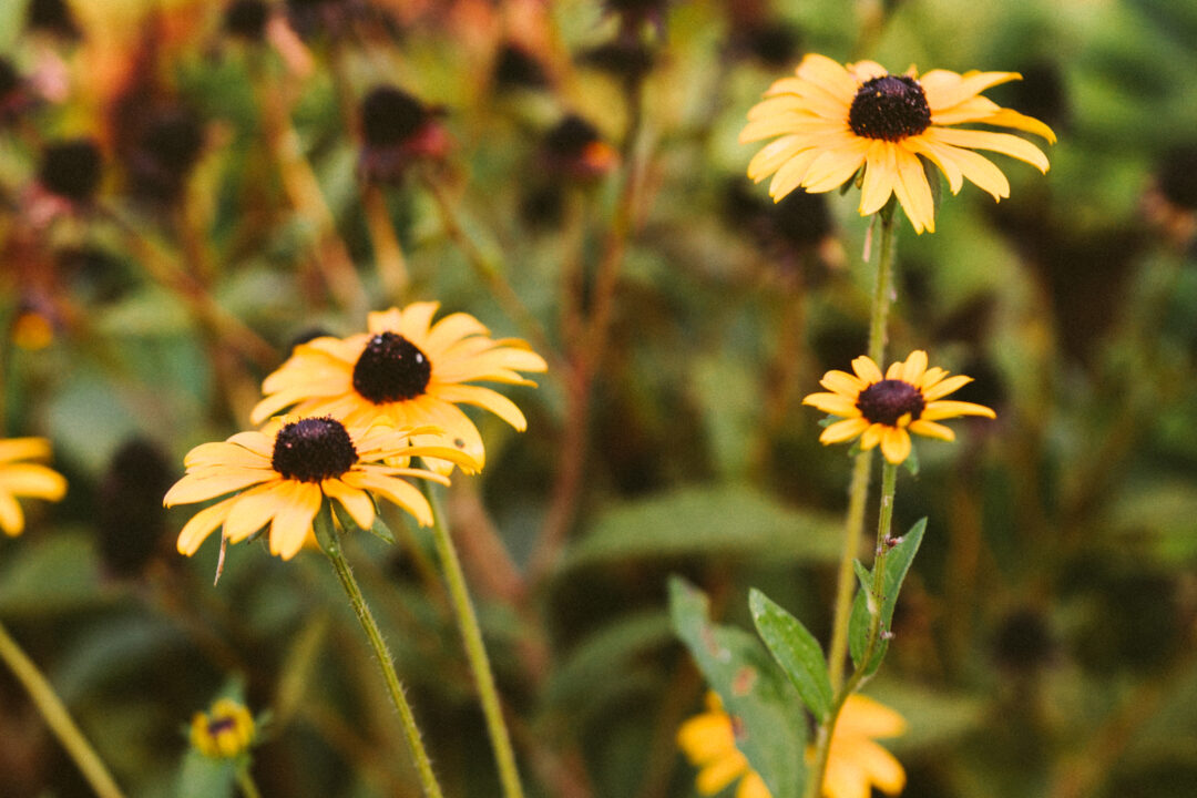Black-eyed Susan flowers in bloom