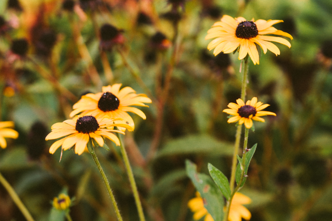Black-eyed Susan flowers in bloom